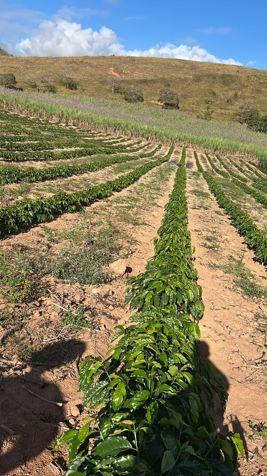 Renques de café conilon plantados em curva de nível