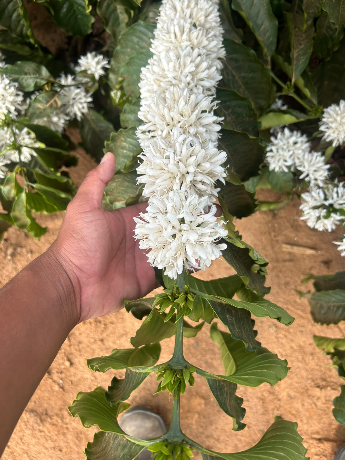 Florada do café conilon