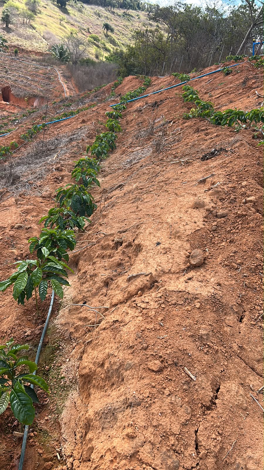 Mudas de café conilon com fertirrigação em encosta
