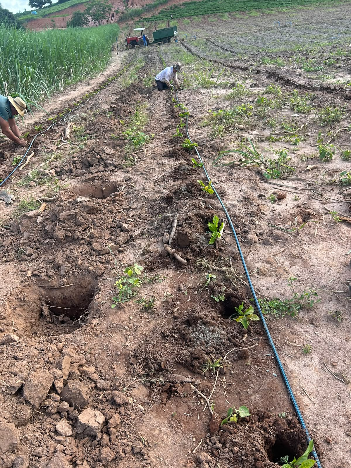 Equipe realizando plantio e instalação de fertirrigação no campo