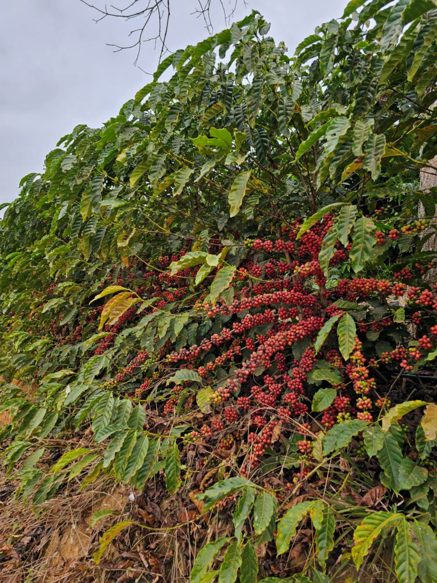 Lavoura de café conilon carregada de frutos maduros