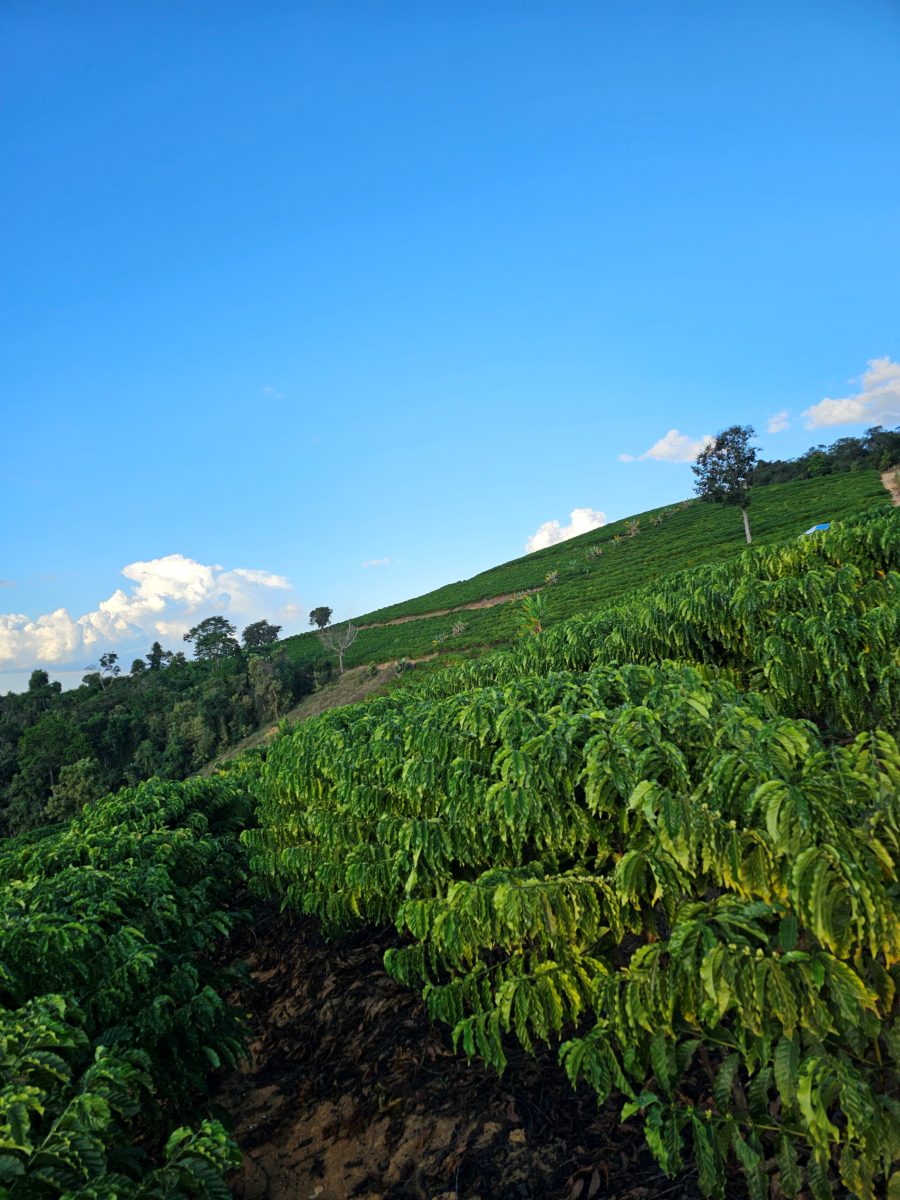 Lavoura de café conilon em encosta