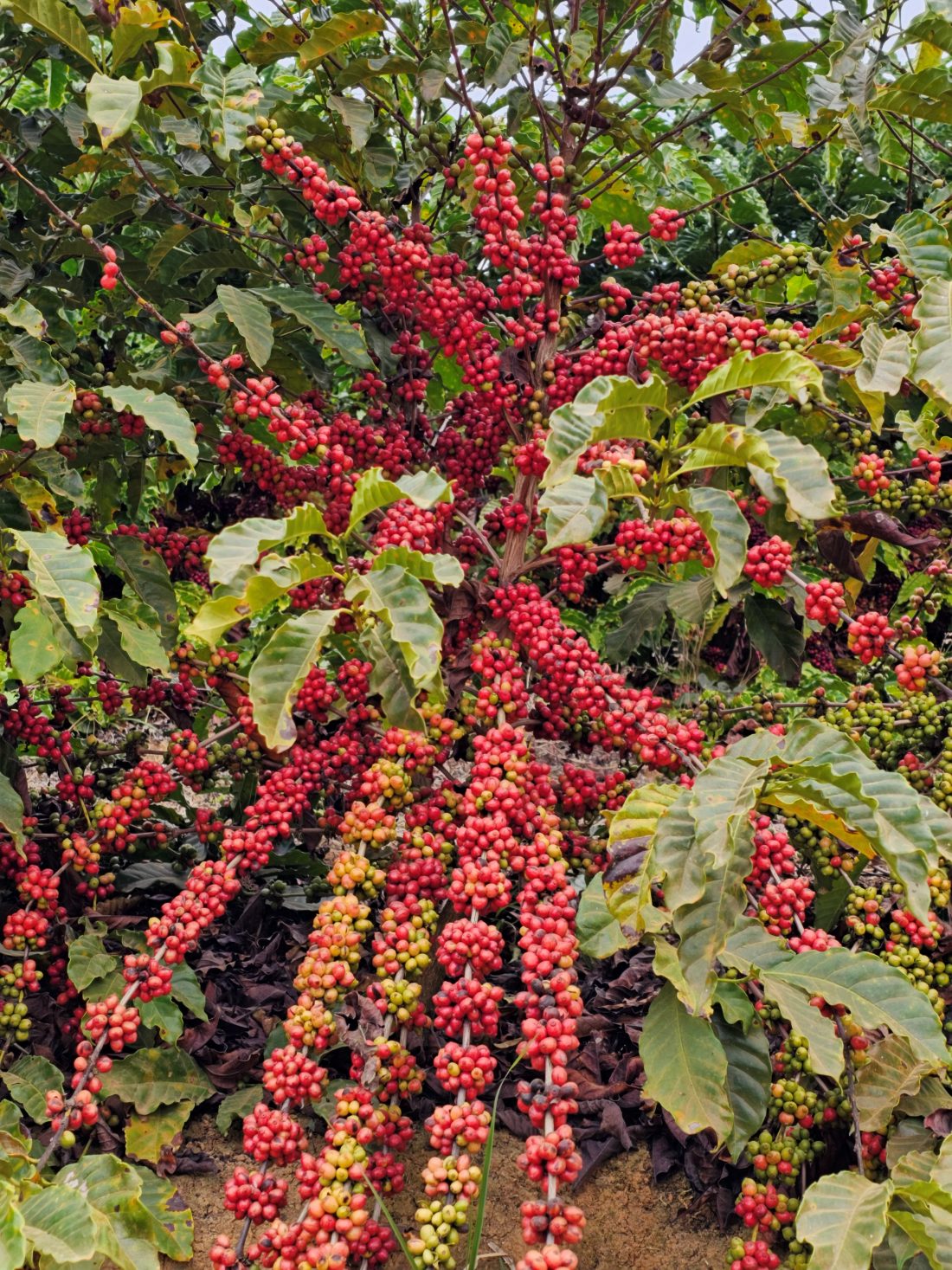 Lavoura de café conilon carregada de frutos maduros